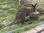 wallaby jongen van dit jaar, Dieren en Toebehoren, Januari, Meerdere dieren, Overige typen