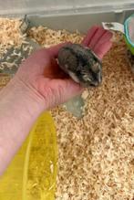 Dwerghamster met kooi, Dieren en Toebehoren, Knaagdieren en Konijnen | Toebehoren, Ophalen, Gebruikt