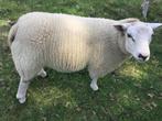 Schapen te koop, Mannelijk, Schaap, 0 tot 2 jaar
