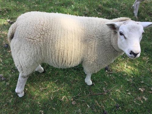 Schapen te koop, Dieren en Toebehoren, Schapen, Geiten en Varkens, Schaap, Mannelijk, 0 tot 2 jaar