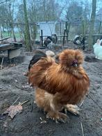 USA zijdehoen haan, Dieren en Toebehoren, Mannelijk, Kip