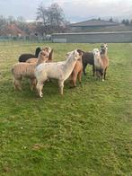 Alpaca veulentjes, Dieren en Toebehoren, Overige Dieren