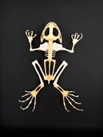 Véritable Squelette de grenouille FEJERVARYA LIMNOCHARIS, Collections, Collections Animaux, Reptile ou Amphibien, Animal empaillé