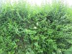 liguster haagplanten, Tuin en Terras, Ophalen, Liguster, Haag, 100 tot 250 cm