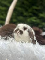 Lief NHD rammetje, Dieren en Toebehoren, Konijnen, Mannelijk, Dwerg, Hangoor, 0 tot 2 jaar