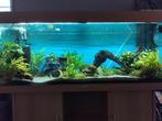Aquarium met vissen, Dieren en Toebehoren, Ophalen, Zo goed als nieuw, Gevuld zoetwateraquarium