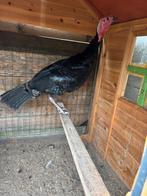 Kalkoenen koppel niet verwant, Dieren en Toebehoren, Meerdere dieren, Kalkoen