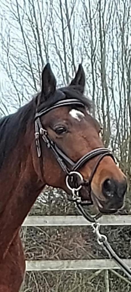 Draver ruin, Dieren en Toebehoren, Paarden, Ruin