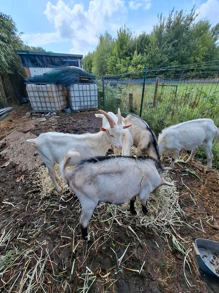 Vijf geiten te koop, Dieren en Toebehoren, Schapen, Geiten en Varkens