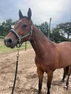 4jarige Quarter, Dieren en Toebehoren, Paarden, Ruin