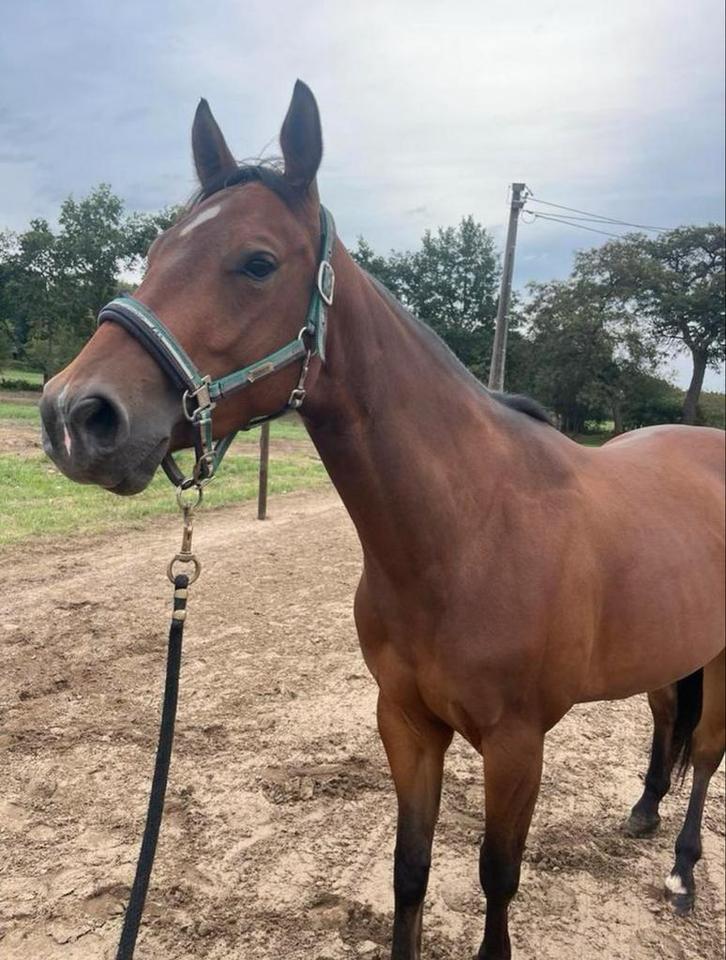 4jarige Quarter, Dieren en Toebehoren, Paarden, Ruin