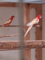 Rubino rosella’s, Dieren en Toebehoren, Vogels | Parkieten en Papegaaien, Meerdere dieren, Parkiet