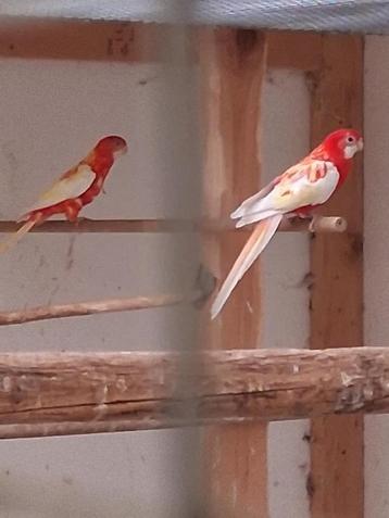 Rubino rosella’s beschikbaar voor biedingen