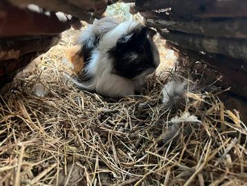 Cavia beschikbaar voor biedingen