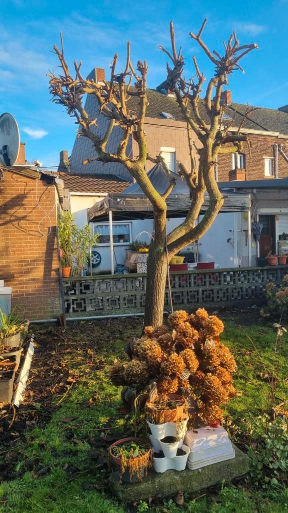 Jeunes paysagiste cherche du travail, Tuin en Terras, Planten | Bomen