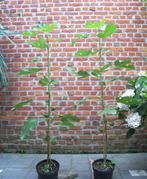 Vijgenboom, in België vruchtdragende ondersoort, Ophalen, Volle zon, Vijgenboom, 100 tot 250 cm