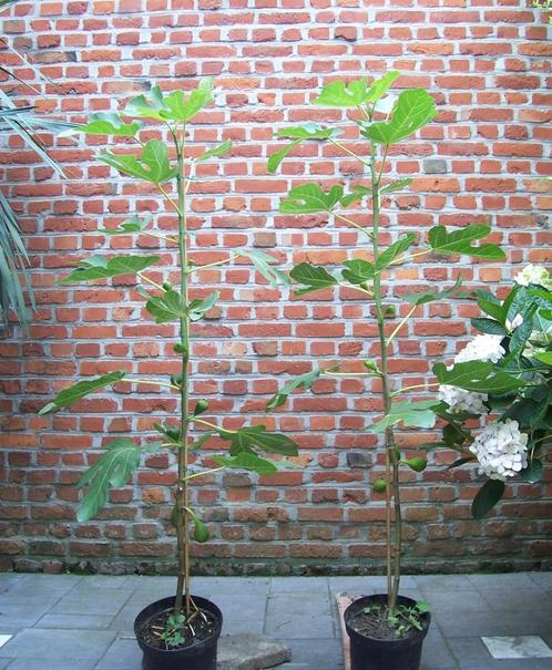 Vijgenboom, in België vruchtdragende ondersoort, Tuin en Terras, Planten | Fruitbomen, Vijgenboom, 100 tot 250 cm, Volle zon, Zomer