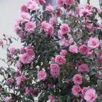 Camelia jap., Tuin en Terras, Vaste plant, Halfschaduw, Lente, Ophalen