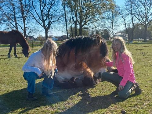 Fantastisch Trekpaard, Dieren en Toebehoren, Paarden
