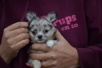 Chihuahua pups meerdere beschikbaar dan deze op foto beschikbaar voor biedingen