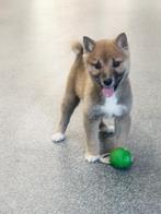 Prachtige Belgische Shiba inu pupjes te koop, Dieren en Toebehoren, Honden | Poolhonden, Keeshonden en Oertypen, België, Overige rassen