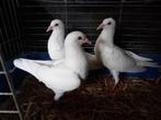 Jonge witte reisduiven, Dieren en Toebehoren, Pluimvee
