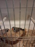 Zwartwang zebravinken, Dieren en Toebehoren, Vogels | Overige Vogels, Meerdere dieren, Tropenvogel, Geringd