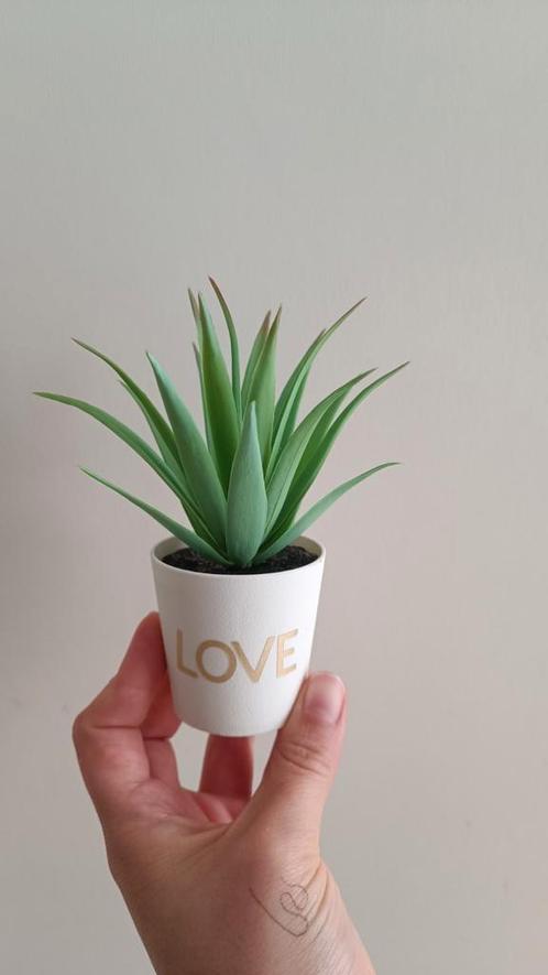 vals plantje met tekst 'LOVE', Huis en Inrichting, Kamerplanten, Overige soorten, Minder dan 100 cm, Groene kamerplant, Volle zon