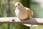 Tortelduiven, Dieren en Toebehoren