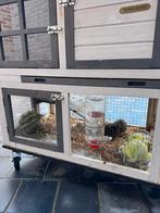 Cavia huisje met 5 cavia’s, Dieren en Toebehoren, Ophalen, 90 cm of meer, Hok, Cavia