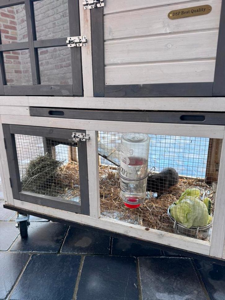 Cavia huisje met 5 cavia’s, Dieren en Toebehoren, Knaagdieren en Konijnen | Hokken en Kooien, Gebruikt, Hok, 90 cm of meer, 110 cm of meer