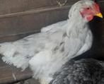 Brahma, Dieren en Toebehoren, Mannelijk, Kip