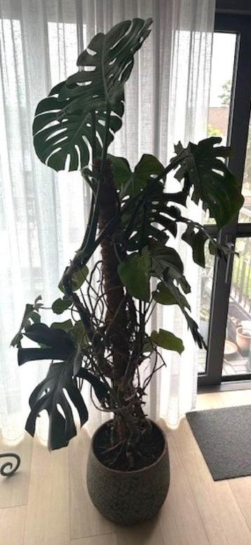 Plantes d'intérieur, y compris les pots décoratifs, Enlèvement