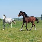 Hengst  2024  springgericht., Dieren en Toebehoren, Paarden, Springpaard, Gechipt, 0 tot 2 jaar, Hengst
