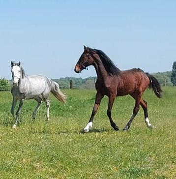 Hengst  2024  springgericht. beschikbaar voor biedingen
