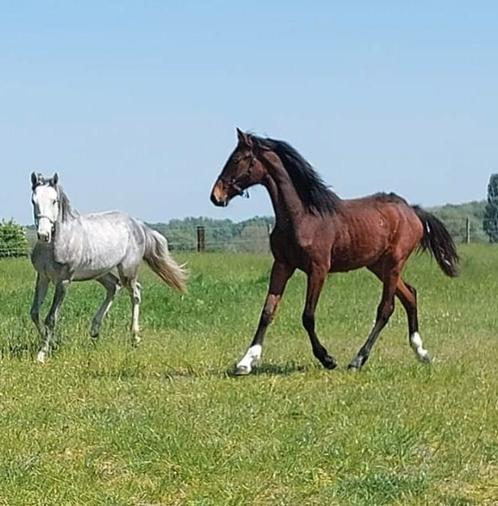 Hengst  2024  springgericht., Dieren en Toebehoren, Paarden, Hengst, Onbeleerd, 165 tot 170 cm, 0 tot 2 jaar, Springpaard, Met stamboom