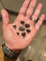 Fossiele haaientanden uit Antwerpen - Notorynchus cepedianus, Verzamelen, Mineralen en Fossielen, Ophalen of Verzenden, Fossiel