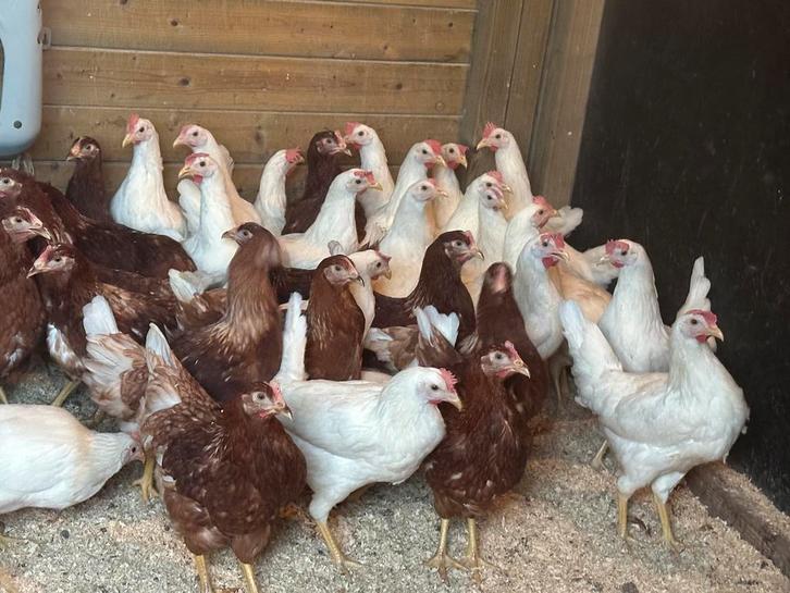 10 bruine legkippen voor €120, Dieren en Toebehoren, Pluimvee