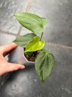 Anthurium Balaoanum, Huis en Inrichting, Kamerplanten, Ophalen of Verzenden