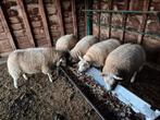 Texel schapen ooien te koop, Dieren en Toebehoren, Schapen, Geiten en Varkens