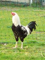 Vechterhaan. Haan zilverpatrijs, Animaux & Accessoires, Volatiles, Poule ou poulet, Mâle