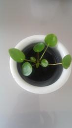 Pannenkoekenplant, Huis en Inrichting, Ophalen of Verzenden, In pot, Groene kamerplant