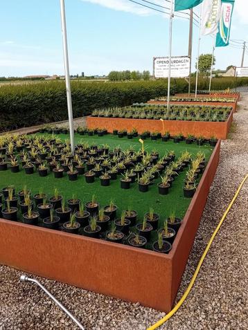 Hobby kweek Siergrassen beschikbaar voor biedingen
