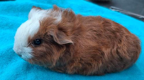 CH Teddy beer rood bont met stamboom Juli 2025, Dieren en Toebehoren, Knaagdieren, Mannelijk, Cavia, Juli