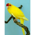 Gezocht; veel soorten: muisparkiet pyrruras enz, Dieren en Toebehoren