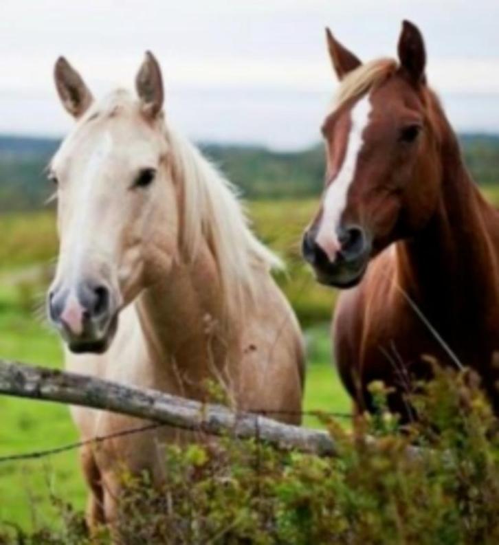 Dé gezondheidskuur voor je weide!, Dieren en Toebehoren, Stalling en Weidegang, Weidegang