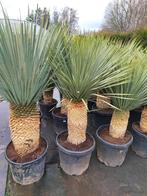 Yucca rostrata, Tuin en Terras, Planten | Bomen, In pot, Zomer, Overige soorten, Volle zon