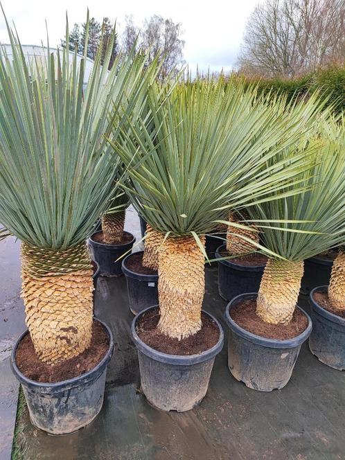 Yucca rostrata, Jardin & Terrasse, Plantes | Arbres, Autres espèces, 100 à 250 cm, Plein soleil, Été, En pot, Enlèvement