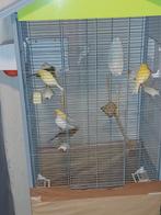 Is kanarie 5 kopell met grot kooi een klijne kooi 2kooi, Dieren en Toebehoren