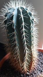 Cactus Stenocereus Griseus., Huis en Inrichting, Kamerplanten, Ophalen, Cactus, In pot, Minder dan 100 cm